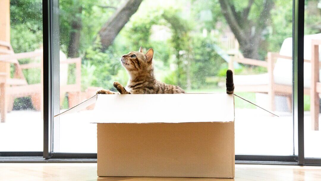 Why Do Cats Like BoxesTEASER 